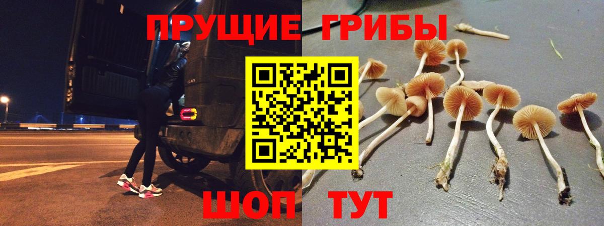 Псилоцибиновые грибы Psilocybine cubensis Елец